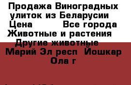 Продажа Виноградных улиток из Беларусии › Цена ­ 250 - Все города Животные и растения » Другие животные   . Марий Эл респ.,Йошкар-Ола г.